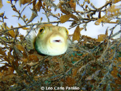 booo! by Leo Carlo Panlilio 